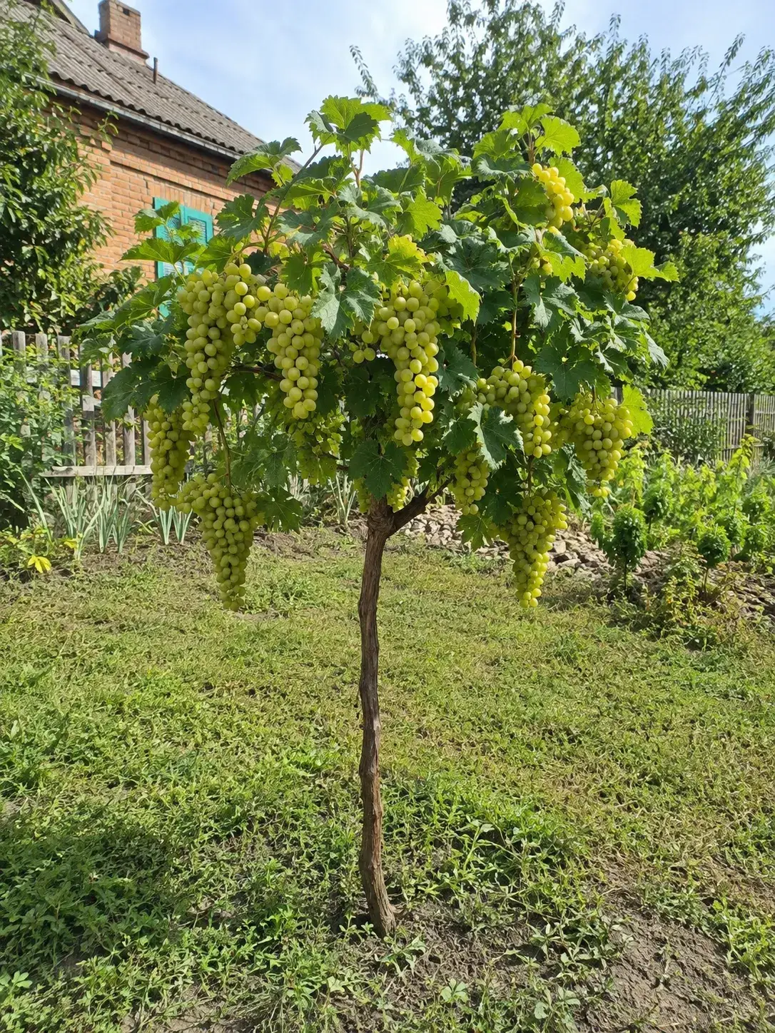 Микула Смарагд