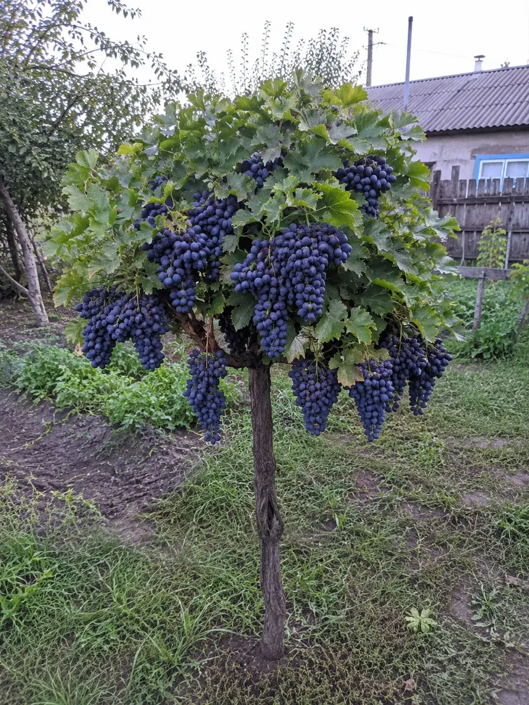 Микула Онікс